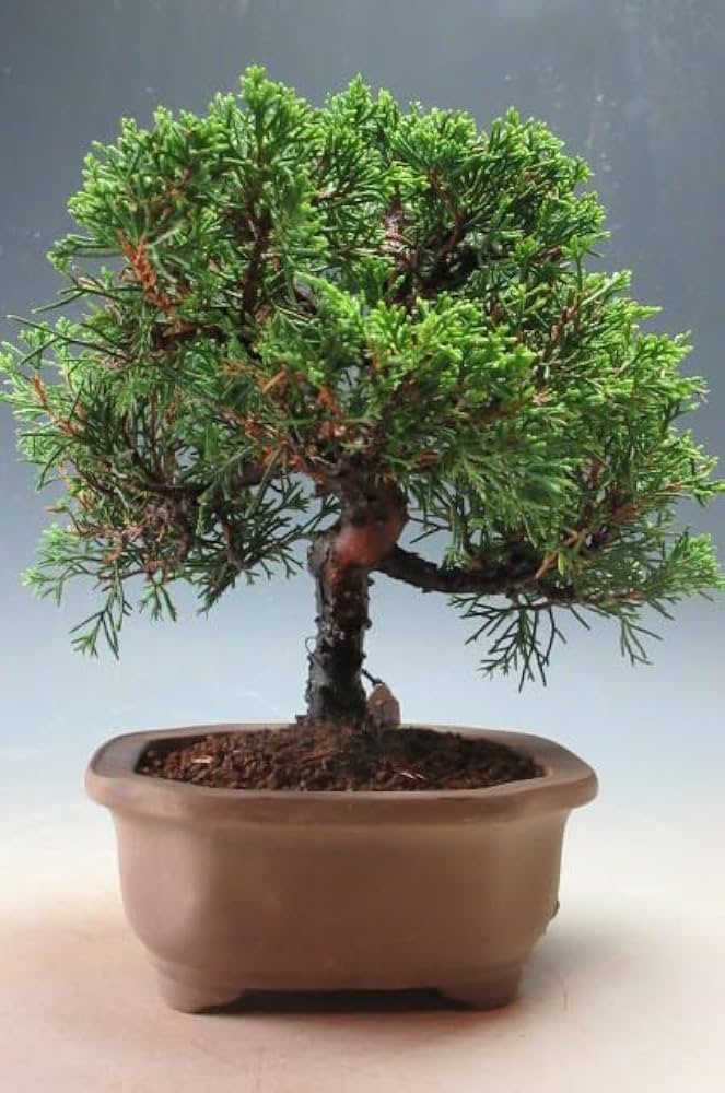 糸魚川真柏 真柏盆栽 Amazon|盆栽 糸魚川真柏(833885)【現品】|観葉植物